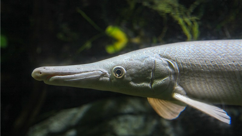 チョウザメの養殖