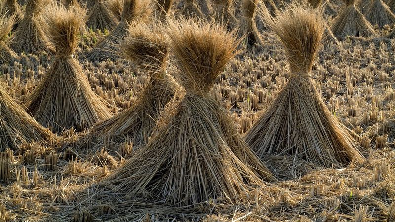 クボタが農業バイオマス活用の実証実験 京大・早大と産学連携