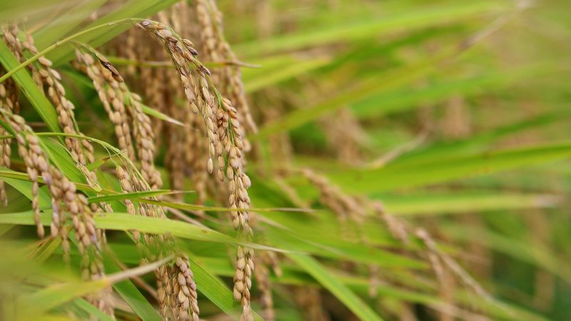 稲わらなどのバイオマスを循環型資源に