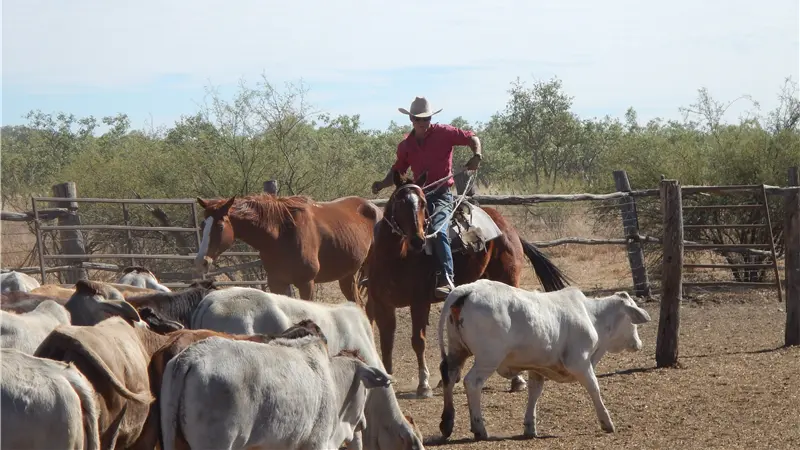 米国農場バイオガス5年で2倍超の成長　ABC最新データ