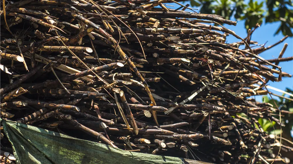 サトウキビ廃棄物からバイオメタン製造