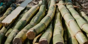 豊田通商・東邦ガスがブラジルでサトウキビ由来バイオメタン実証へ