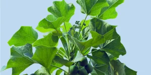 ジャトロファ由来バイオ燃料