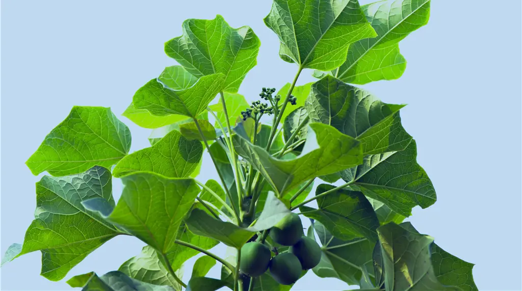 ジャトロファ由来バイオ燃料