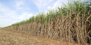 ブラジルでバイオガスからSAF製造へ　米Syzygy社