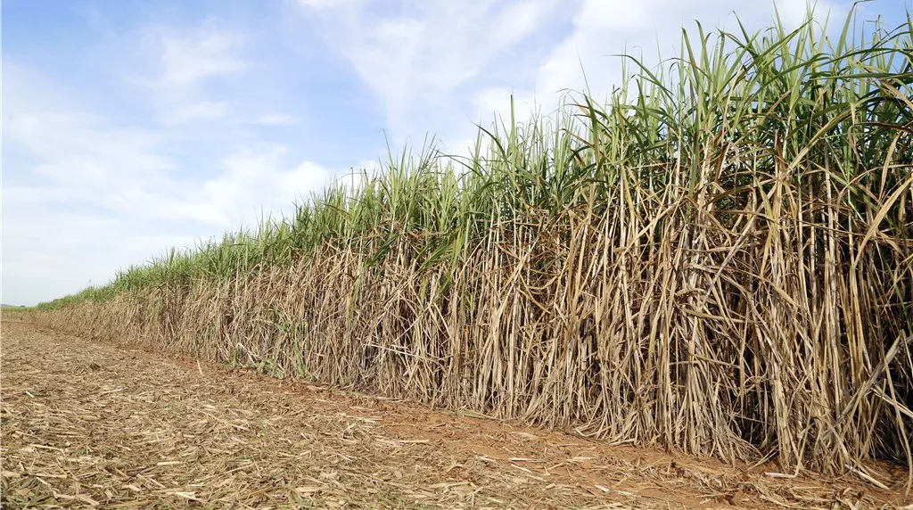 ブラジルでバイオガスからSAF製造へ　米Syzygy社