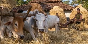 インドで家庭用バイオガスが急増　中東情勢悪化による農村エネルギーの自立